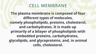 CELL MEMBRANE
The plasma membrane is composed of four
different types of molecules,
namely phospholipids, proteins, cholesterol,
and carbohydrates. It is made up
primarily of a bilayer of phospholipids with
embedded proteins, carbohydrates,
glycolipids, and glycoproteins, and, in animal
cells, cholesterol.
 