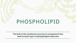 PHOSPHOLIPID
The bulk of the membrane structure is composed of two
back-to-back layers of phospholipid molecules.
 