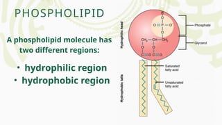 PHOSPHOLIPID
A phospholipid molecule has
two different regions:
• hydrophilic region
• hydrophobic region
 