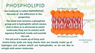 PHOSPHOLIPID
EXTRACELLULAR
INTRACELLULAR
HYDROPHOBIC
HEAD
HYDROPHOBIC
TAIL
• the molecule is called AMPHIPATHIC
because of the difference in the
properties.
• The head end contains a phosphate
group and is hydrophilic which means
that it likes or is attracted to water
molecules.They are in contact with
aqueous fluid both inside and outside
the cell.
• The tail end is made up of fatty acid
chains.Fatty acids are long chains that are mostly made up of
hydrogen and carbon which are hydrophobic, or do not like to
mingle with water molecules.
 