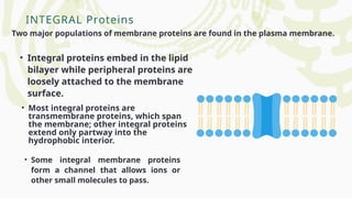 INTEGRAL Proteins
Two major populations of membrane proteins are found in the plasma membrane.
• Integral proteins embed in the lipid
bilayer while peripheral proteins are
loosely attached to the membrane
surface.
• Most integral proteins are
transmembrane proteins, which span
the membrane; other integral proteins
extend only partway into the
hydrophobic interior.
• Some integral membrane proteins
form a channel that allows ions or
other small molecules to pass.
 