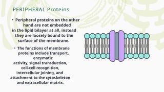 PERIPHERAL Proteins
• Peripheral proteins on the other
hand are not embedded
in the lipid bilayer at all, instead
they are loosely bound to the
surface of the membrane.
• The functions of membrane
proteins include transport,
enzymatic
activity, signal transduction,
cell-cell recognition,
intercellular joining, and
attachment to the cytoskeleton
and extracellular matrix.
 
