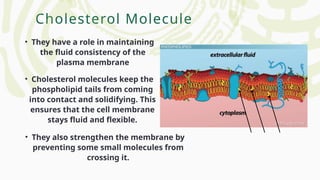 Cholesterol Molecule
• They have a role in maintaining
the fluid consistency of the
plasma membrane
• Cholesterol molecules keep the
phospholipid tails from coming
into contact and solidifying. This
ensures that the cell membrane
stays fluid and flexible.
• They also strengthen the membrane by
preventing some small molecules from
crossing it.
 