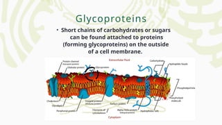 Glycoproteins
• Short chains of carbohydrates or sugars
can be found attached to proteins
(forming glycoproteins) on the outside
of a cell membrane.
 