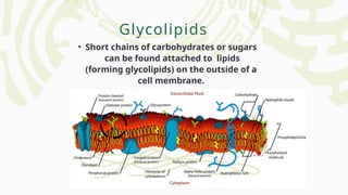 Glycolipids
• Short chains of carbohydrates or sugars
can be found attached to lipids
(forming glycolipids) on the outside of a
cell membrane.
 