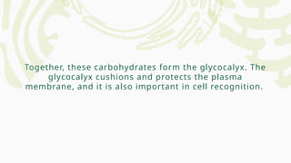 Together, these carbohydrates form the glycocalyx. The
glycocalyx cushions and protects the plasma
membrane, and it is also important in cell recognition.
 