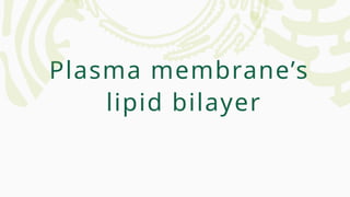 Plasma membrane’s
lipid bilayer
 