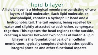 A lipid bilayer is a biological membrane consisting of two
layers of lipid molecules. Each lipid molecule, or
phospholipid, contains a hydrophilic head and a
hydrophobic tail. The tail regions, being repelled by
water and slightly attracted to each other, congregate
together. This exposes the head regions to the outside,
creating a barrier between two bodies of water. A lipid
bilayer is the foundational part of all cellular
membranes, typically completed with species-specific
integral proteins and other functional aspects.
lipid bilayer
 