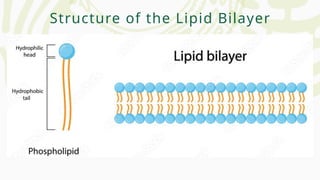 Structure of the Lipid Bilayer
 