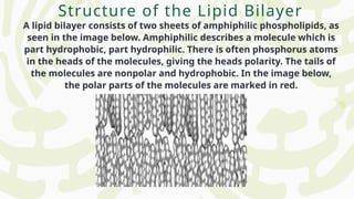 A lipid bilayer consists of two sheets of amphiphilic phospholipids, as
seen in the image below. Amphiphilic describes a molecule which is
part hydrophobic, part hydrophilic. There is often phosphorus atoms
in the heads of the molecules, giving the heads polarity. The tails of
the molecules are nonpolar and hydrophobic. In the image below,
the polar parts of the molecules are marked in red.
Structure of the Lipid Bilayer
 