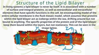 In living systems a lipid bilayer is never by itself. It is associated with a number
of surface and integral proteins, as well as extracellular and intracellular
elements that have specific functions in the cell. An encompassing model of the
entire cellular membrane is the fluid mosaic model, which assumes that proteins
within the lipid bilayer act as icebergs within the sea, drifting around but not
bound to anything. The specific properties of the protein and of the lipid bilayer
keep them bound within the layers, but not stationary. This can be seen in the
image below.
Structure of the Lipid Bilayer
 