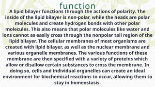 A lipid bilayer functions through the actions of polarity. The
inside of the lipid bilayer is non-polar, while the heads are polar
molecules and create hydrogen bonds with other polar
molecules. This also means that polar molecules like water and
ions cannot as easily cross through the nonpolar tail region of the
lipid bilayer. The cellular membranes of most organisms are
created with lipid bilayer, as well as the nuclear membrane and
various organelle membranes. The various functions of these
membrane are then specified with a variety of proteins which
allow or disallow certain substances to cross the membrane. In
doing so, cells and individual organelles can create an ideal
environment for biochemical reactions to occur, allowing them to
stay in homeostasis.
function
 