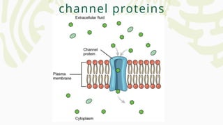 channel proteins
 
