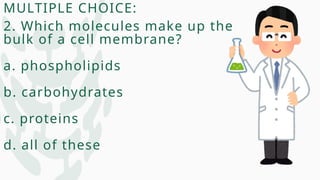 MULTIPLE CHOICE:
2. Which molecules make up the
bulk of a cell membrane?
a. phospholipids
b. carbohydrates
c. proteins
d. all of these
 