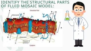 IDENTIFY THE STRUCTURAL PARTS
OF FLUID MOSAIC MODEL:
 