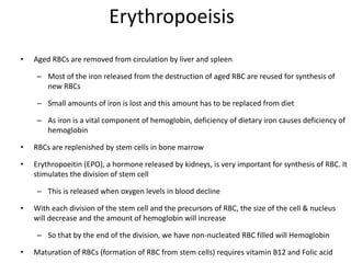Erythropoeisis
• Aged RBCs are removed from circulation by liver and spleen
– Most of the iron released from the destruction of aged RBC are reused for synthesis of
new RBCs
– Small amounts of iron is lost and this amount has to be replaced from diet
– As iron is a vital component of hemoglobin, deficiency of dietary iron causes deficiency of
hemoglobin
• RBCs are replenished by stem cells in bone marrow
• Erythropoeitin (EPO), a hormone released by kidneys, is very important for synthesis of RBC. It
stimulates the division of stem cell
– This is released when oxygen levels in blood decline
• With each division of the stem cell and the precursors of RBC, the size of the cell & nucleus
will decrease and the amount of hemoglobin will increase
– So that by the end of the division, we have non-nucleated RBC filled will Hemoglobin
• Maturation of RBCs (formation of RBC from stem cells) requires vitamin B12 and Folic acid
 