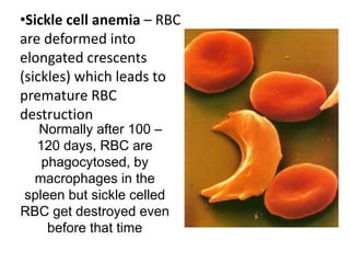 •Sickle cell anemia – RBC
are deformed into
elongated crescents
(sickles) which leads to
premature RBC
destruction
Normally after 100 –
120 days, RBC are
phagocytosed, by
macrophages in the
spleen but sickle celled
RBC get destroyed even
before that time
 