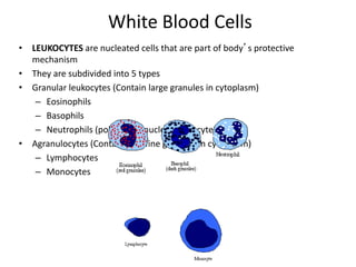White Blood Cells
• LEUKOCYTES are nucleated cells that are part of body’s protective
mechanism
• They are subdivided into 5 types
• Granular leukocytes (Contain large granules in cytoplasm)
– Eosinophils
– Basophils
– Neutrophils (polymorph nuclear leukocytes)
• Agranulocytes (Contain very fine granules in cytoplasm)
– Lymphocytes
– Monocytes
 