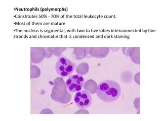 •Neutrophils (polymorphs)
•Constitutes 50% - 70% of the total leukocyte count.
•Most of them are mature
•The nucleus is segmental, with two to five lobes interconnected by fine
strands and chromatin that is condensed and dark staining
 