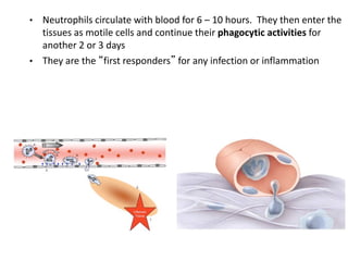 • Neutrophils circulate with blood for 6 – 10 hours. They then enter the
tissues as motile cells and continue their phagocytic activities for
another 2 or 3 days
• They are the “first responders” for any infection or inflammation
 