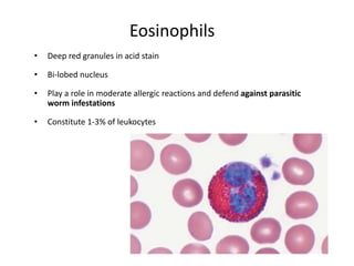 Eosinophils
• Deep red granules in acid stain
• Bi-lobed nucleus
• Play a role in moderate allergic reactions and defend against parasitic
worm infestations
• Constitute 1-3% of leukocytes
 