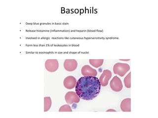 Basophils
• Deep blue granules in basic stain
• Release histamine (inflammation) and heparin (blood flow)
• Involved in allergic reactions like cutaneous hypersensitivity syndrome.
• Form less than 1% of leukocytes in blood
• Similar to eosinophils in size and shape of nuclei
 