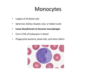 Monocytes
• Largest of all blood cells
• Spherical, kidney-shaped, oval, or lobed nuclei
• Leave bloodstream to become macrophages
• Form 3-9% of leukocytes in blood
• Phagocytize bacteria, dead cells, and other debris
 