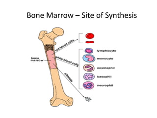 Bone Marrow – Site of Synthesis
 