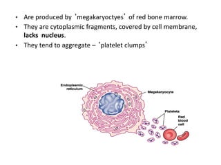 • Are produced by ‘megakaryoctyes’ of red bone marrow.
• They are cytoplasmic fragments, covered by cell membrane,
lacks nucleus.
• They tend to aggregate – ‘platelet clumps’
 