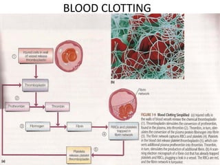 BLOOD CLOTTING
 