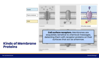 GENBIO1 Lec 3 The Cell Membrane & Cell Transport | PDF