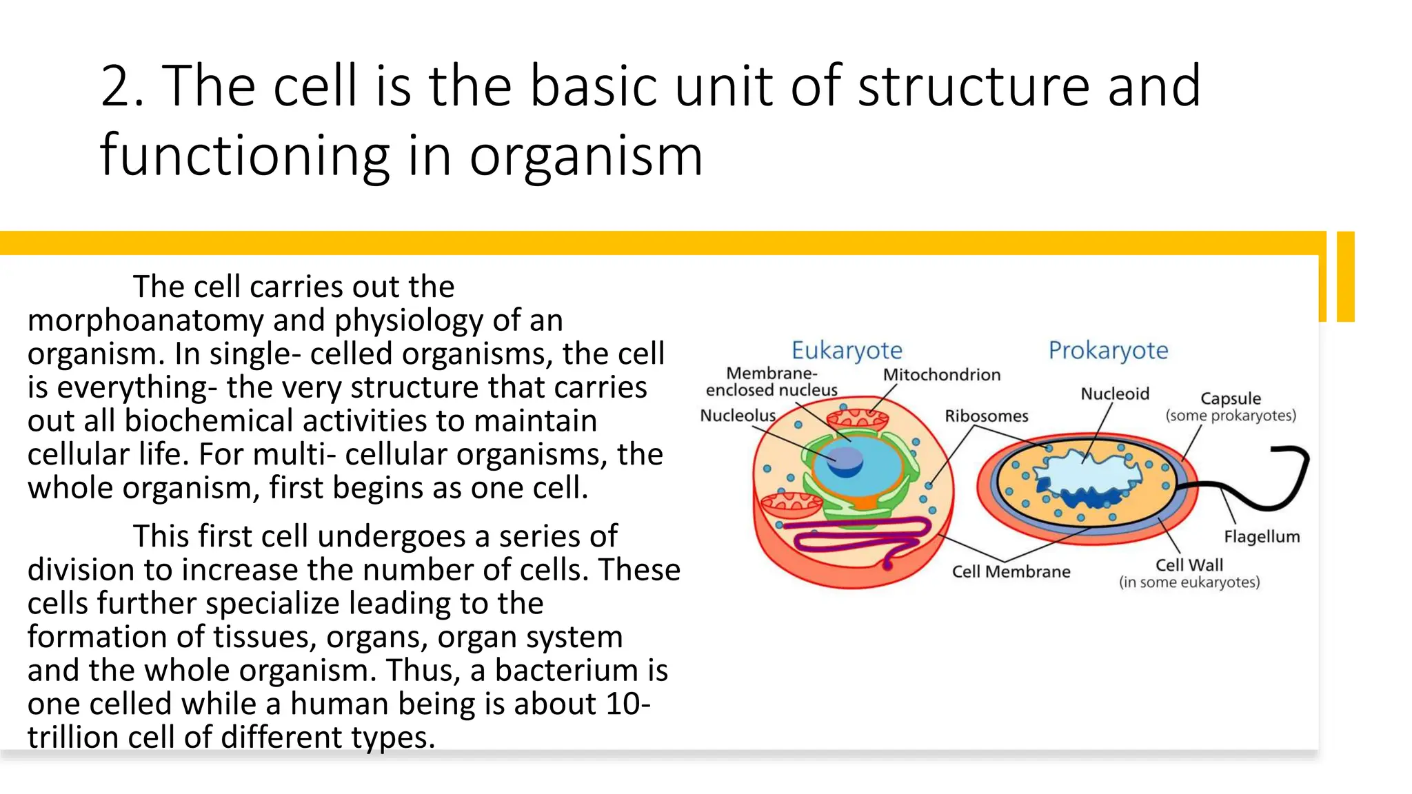 2. The cell is the basic unit of structure and
functioning in organism
The cell carries out the
morphoanatomy and physiology of an
organism. In single- celled organisms, the cell
is everything- the very structure that carries
out all biochemical activities to maintain
cellular life. For multi- cellular organisms, the
whole organism, first begins as one cell.
This first cell undergoes a series of
division to increase the number of cells. These
cells further specialize leading to the
formation of tissues, organs, organ system
and the whole organism. Thus, a bacterium is
one celled while a human being is about 10-
trillion cell of different types.
 