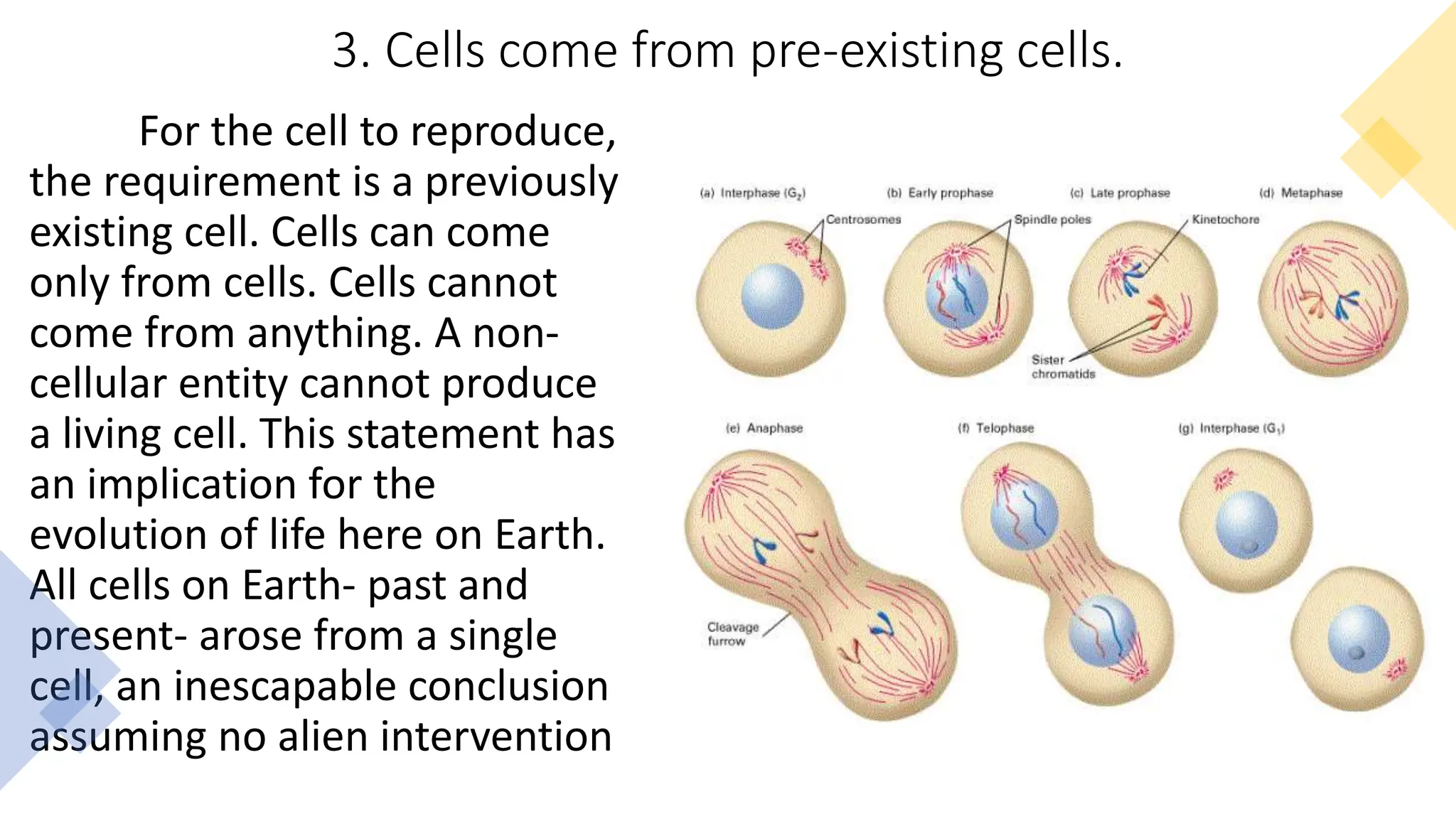3. Cells come from pre-existing cells.
For the cell to reproduce,
the requirement is a previously
existing cell. Cells can come
only from cells. Cells cannot
come from anything. A non-
cellular entity cannot produce
a living cell. This statement has
an implication for the
evolution of life here on Earth.
All cells on Earth- past and
present- arose from a single
cell, an inescapable conclusion
assuming no alien intervention
 