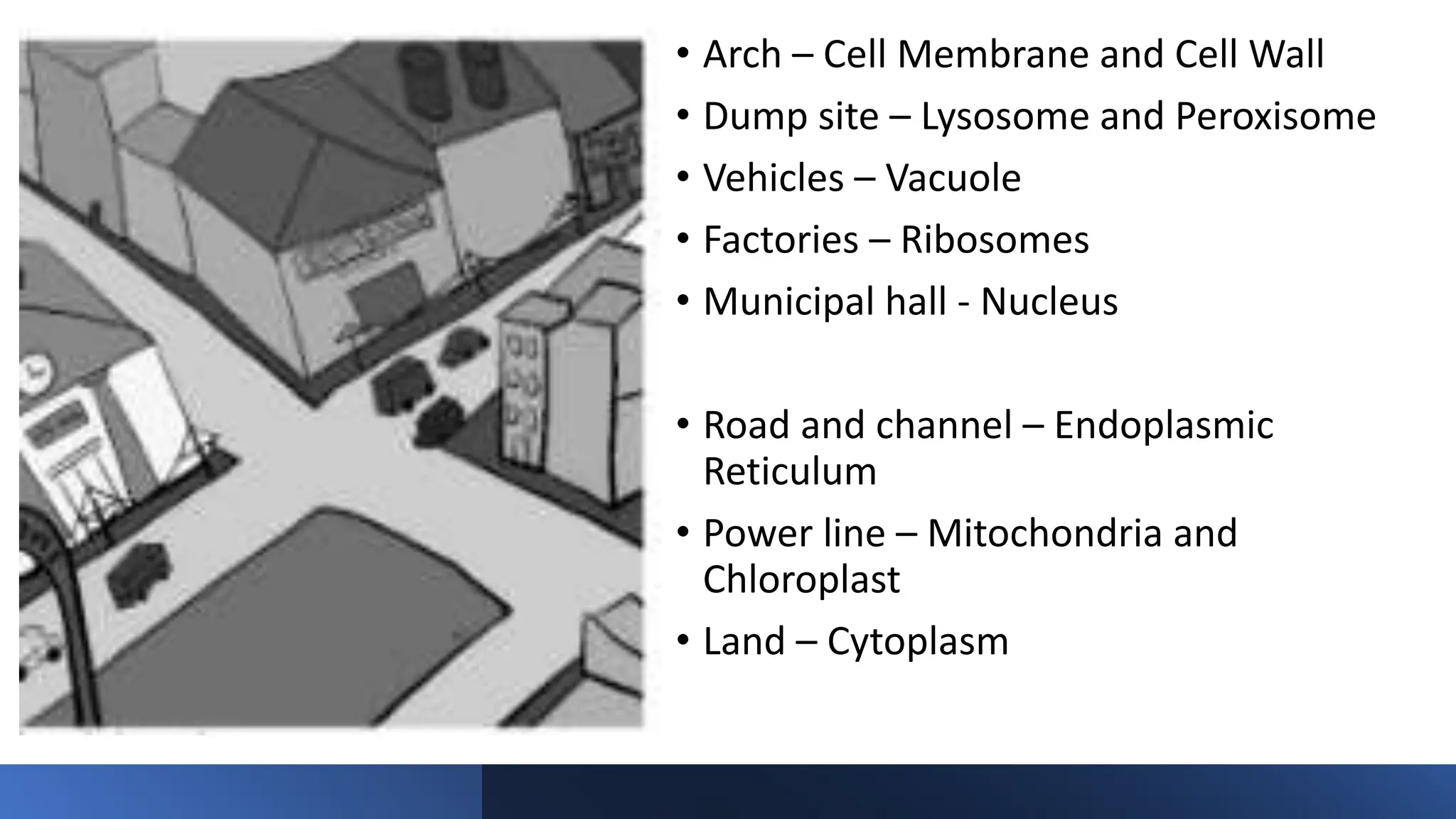 • Arch – Cell Membrane and Cell Wall
• Dump site – Lysosome and Peroxisome
• Vehicles – Vacuole
• Factories – Ribosomes
• Municipal hall - Nucleus
• Road and channel – Endoplasmic
Reticulum
• Power line – Mitochondria and
Chloroplast
• Land – Cytoplasm
 