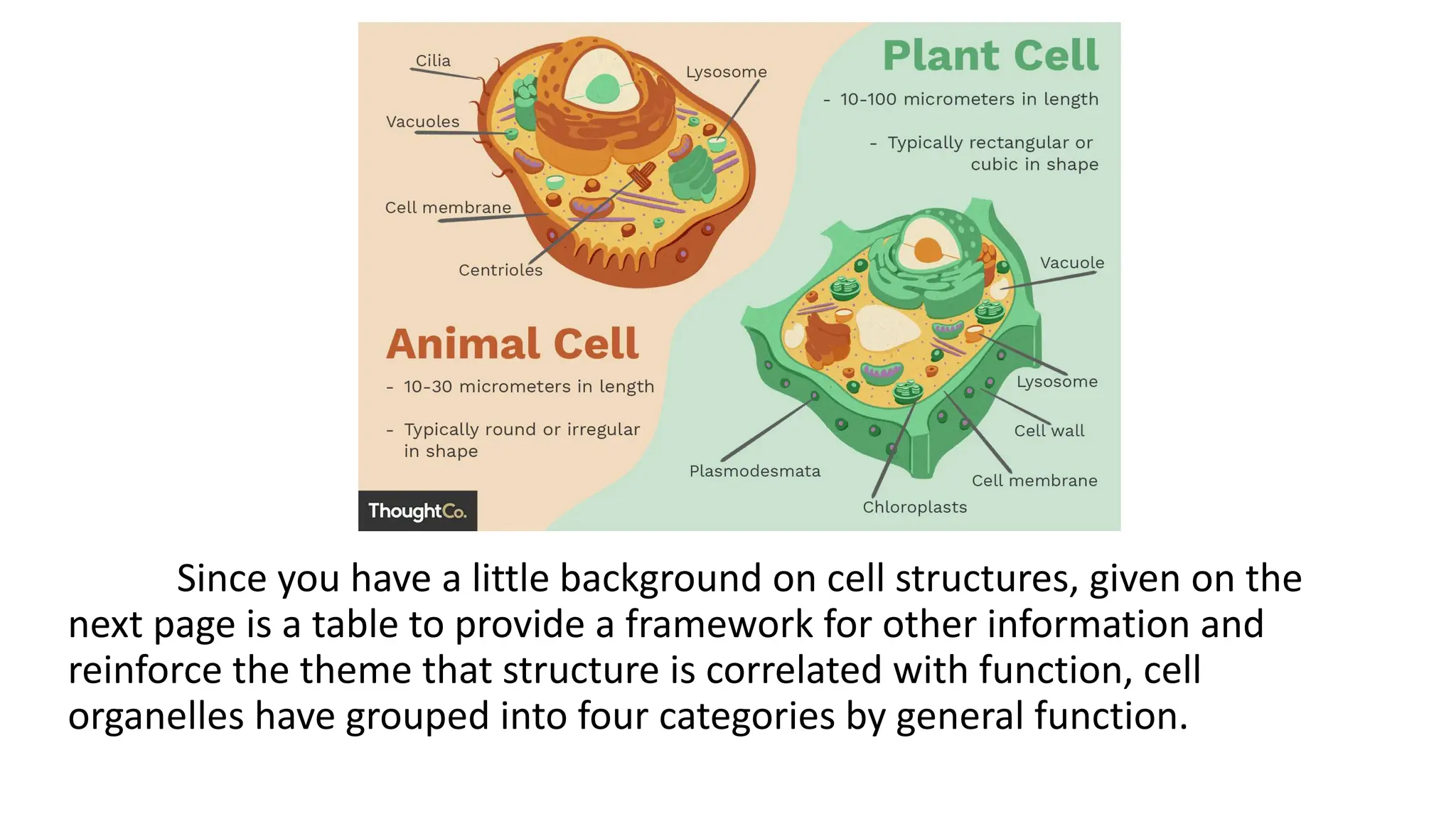 Since you have a little background on cell structures, given on the
next page is a table to provide a framework for other information and
reinforce the theme that structure is correlated with function, cell
organelles have grouped into four categories by general function.
 