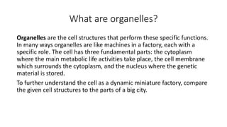 What are organelles?
Organelles are the cell structures that perform these specific functions.
In many ways organelles are like machines in a factory, each with a
specific role. The cell has three fundamental parts: the cytoplasm
where the main metabolic life activities take place, the cell membrane
which surrounds the cytoplasm, and the nucleus where the genetic
material is stored.
To further understand the cell as a dynamic miniature factory, compare
the given cell structures to the parts of a big city.
 