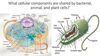 What cellular components are shared by bacterial,
animal, and plant cells?
 