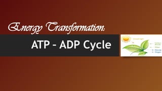 Energy Transformation:
ATP – ADP Cycle
 