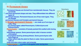 b) Permanent tissues
Permanent tissues are formed from meristematic tissues. They do
not divide
and have permanent shape and size. They differentiate into different
types of
permanent tissues. Permanent tissues are of two main types. They
are Simple
permanent tissues and Complex permanent tissues.
i) Simple permanent tissues :- are made up of one type of
cells. They
are of three types called Parenchyma, Collenchyma and
Sclerenchyma.
Parenchyma :- consists of loosely packed thin-walled cells having
more
intercellular spaces. Some parenchyma cells in leaves contain
chloroplast
and prepares food by photosynthesis. Some parenchyma cells
have large air
cavities which help the plant to float on water. Some parenchyma
cells of
roots and stem store water and minerals.
Collenchyma :- consists of elongated cells having less
Parenchyma
Collenchyma
Sclerenchyma
 
