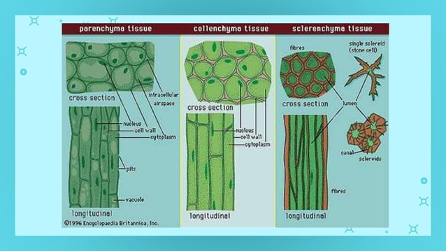 GenBio1W2L1 Cell Types and Cell Modification.pptx | Gardening | Home ...