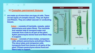ii) Complex permanent tissues
are made up of more than one type of cells. There
are two types of complex tissues. They are Xylem
and Phloem. They are called vascular or conducting
tissues.
Xylem :- consists of tracheids, vessels, xylem
parenchyma and xylem fibres. The tracheids
and vessels help to transport water and
minerals from roots to all part of the plant.
Xylem parenchyma stores food and fibers help
in support.
Phloem :- consists of sieve tubes, companion
cells, phloem parenchyma and phloem fibers.
The sieve tubes and companion cells
transports food from leaves to all parts of the
plant. Phloem parenchyma stores food and
fibers help in support.
 