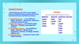 Animal tissues
Animal tissues are of four main types .
They are Epithelial tissue, Muscular tissue,
Connective tissue and Nervous tissue.
i) Epithelial tissues :- are of different
types. They are :- Squamous, Columnar,
Cuboidal, Glandular etc.
ii) Muscular tissues :- are of three types.
They are :- Striated, Unstriated and
Cardiac.
iii) Connective tissues :- are of different
types. They are :- Blood, Bone,
Ligaments, Tendons, Cartilage, Areolar,
Adipose etc.
iv) Nervous tissue :- consists of nerve cells
called neurons.
 