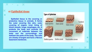 a) Epithelial tissue
Epithelial tissue is the covering or
protective tissue in animals. It forms
the outer covering like skin, outer
covering of organs, inner lining of
blood vessels, lungs, esophagus, etc. It
protects the body and controls the
movement of materials between the
body and the surroundings and
between the parts of the body. The cells
are closely arranged and have a fibrous
basement membrane.
 
