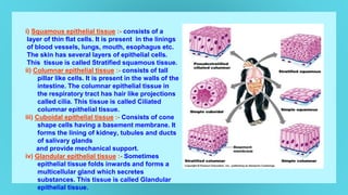 i) Squamous epithelial tissue :- consists of a
layer of thin flat cells. It is present in the linings
of blood vessels, lungs, mouth, esophagus etc.
The skin has several layers of epithelial cells.
This tissue is called Stratified squamous tissue.
ii) Columnar epithelial tissue :- consists of tall
pillar like cells. It is present in the walls of the
intestine. The columnar epithelial tissue in
the respiratory tract has hair like projections
called cilia. This tissue is called Ciliated
columnar epithelial tissue.
iii) Cuboidal epithelial tissue :- Consists of cone
shape cells having a basement membrane. It
forms the lining of kidney, tubules and ducts
of salivary glands
and provide mechanical support.
iv) Glandular epithelial tissue :- Sometimes
epithelial tissue folds inwards and forms a
multicellular gland which secretes
substances. This tissue is called Glandular
epithelial tissue.
 