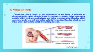 b) Muscular tissue
Connective tissue helps in the movements of the body. It consists of
elongated cells called muscle fibers. It contains a protein called contractile
protein which contracts and relaxes and helps in movements. Muscles which
can move under our will are called voluntary muscles. Muscles which do not
move under our will are called involuntary muscles.
 