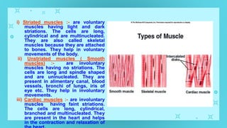 i) Striated muscles :- are voluntary
muscles having light and dark
striations. The cells are long,
cylindrical and are multinucleated.
They are also called skeletal
muscles because they are attached
to bones. They help in voluntary
movements of the body.
ii) Unstriated muscles ( Smooth
muscles) :- are involuntary
muscles having no striations. The
cells are long and spindle shaped
and are uninucleated. They are
present in alimentary canal, blood
vessels, bronchi of lungs, iris of
eye etc. They help in involuntary
movements.
iii) Cardiac muscles :- are involuntary
muscles having faint striations.
The cells are long, cylindrical,
branched and multinucleated. They
are present in the heart and helps
in the contraction and relaxation of
 