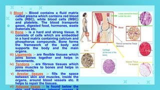 i) Blood :- Blood contains a fluid matrix
called plasma which contains red blood
cells (RBC), white blood cells (WBC)
and platelets. The blood transports
gases, digested food, hormones, waste
materials etc.
ii) Bone :- is a hard and strong tissue. It
consists of cells which are embedded
in a hard matrix containing calcium and
phosphorus compounds. Bone forms
the framework of the body and
supports the body and the main
organs.
iii) Ligaments :- are flexible tissues which
joins bones together and helps in
movements.
iv) Tendons :- are fibrous tissues which
joins muscles to bones and helps in
movements.
v) Areolar tissues :- fills the space
between skin and muscles, inside the
organs, around blood vessels etc. It
helps to repair the tissues.
vi) Adipose tissue :- is found below the
 