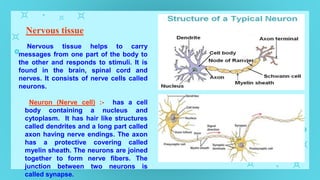Nervous tissue
Nervous tissue helps to carry
messages from one part of the body to
the other and responds to stimuli. It is
found in the brain, spinal cord and
nerves. It consists of nerve cells called
neurons.
Neuron (Nerve cell) :- has a cell
body containing a nucleus and
cytoplasm. It has hair like structures
called dendrites and a long part called
axon having nerve endings. The axon
has a protective covering called
myelin sheath. The neurons are joined
together to form nerve fibers. The
junction between two neurons is
called synapse.
 