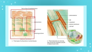 GenBio1W2L1 Cell Types and Cell Modification.pptx