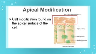 GenBio1W2L1 Cell Types and Cell Modification.pptx
